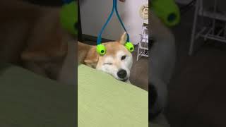 【癒し】犬用コロコロ