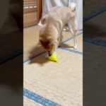 一人遊びでテンション高めな柴犬モモ#柴犬 #日常 #かわいい犬 #かわいい #犬 #癒し #shorts