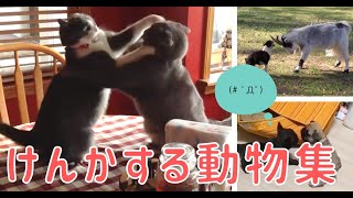 【おもしろ犬猫動画まとめ】けんかする動物集#1