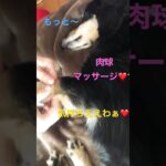 16歳💛マイペースダックスちゃん❤️ #short #ダックス #癒し #癒し動画 #犬 #買い物 #幸せ #ショート動画 #老犬