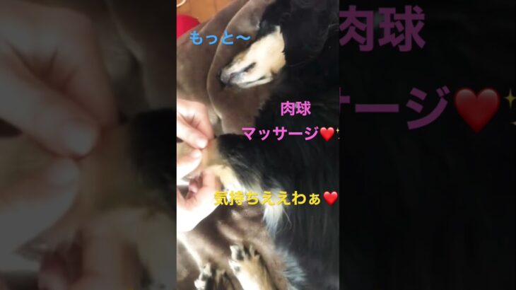 16歳💛マイペースダックスちゃん❤️ #short #ダックス #癒し #癒し動画 #犬 #買い物 #幸せ #ショート動画 #老犬