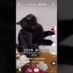 癒し動画まとめ24 #shorts #animals #cute #癒し #dog #犬 #cat #かわいい #猫 #動物