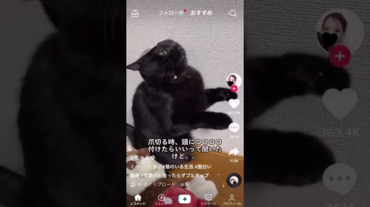 癒し動画まとめ24 #shorts #animals #cute #癒し #dog #犬 #cat #かわいい #猫 #動物