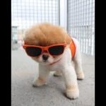 【最高に笑える】面白い かわいい ハプニング動画集　犬＃3