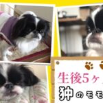 かわいい子犬の狆。全編未公開映像一挙大公開！生後4ヶ月〜４歳まで。