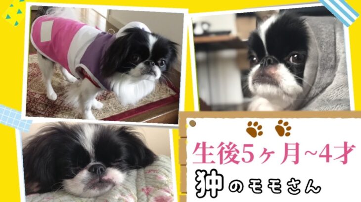 かわいい子犬の狆。全編未公開映像一挙大公開！生後4ヶ月〜４歳まで。