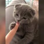 【絶対笑う】最高にかわいい犬，猫，動物のおもしろハプニング動画集　No.22