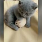 【絶対笑う】最高にかわいい犬，猫，動物のおもしろハプニング動画集　No.30