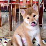 Shiba Inu Puppy Dog asks snack first time🥰柴犬の子犬が初めておやつを頼む😋ลูกหมาชิบะอินุขอกินขนมครั้งแรก