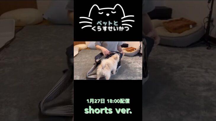 遊ぶワンちゃんのかわいいシーン #shorts #ポメラニアン #犬