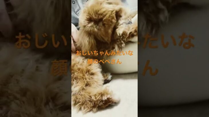 #shorts #トイプードル #ビションフリーゼ #ミックス犬 #犬 #かわいい #癒し #動物 #べべ #2022 #tiktok #dog