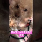 何事も動じないクゥ#shorts #老犬 #愛犬 #dog #かわいい #ペット #いやし #動じない