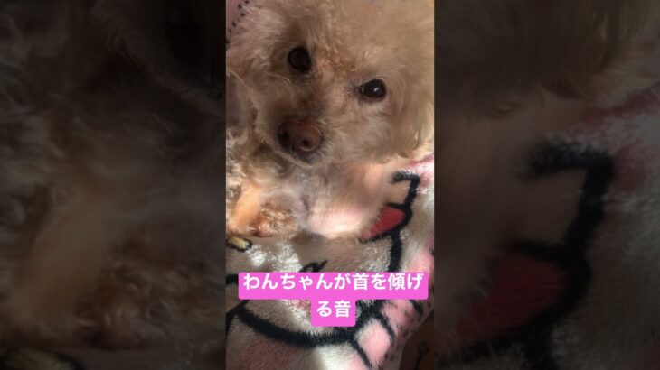 何事も動じないクゥ#shorts #老犬 #愛犬 #dog #かわいい #ペット #いやし #動じない