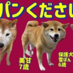 柴犬みかんがパンください#癒し #保護犬 #柴犬 #犬 #しばいぬ