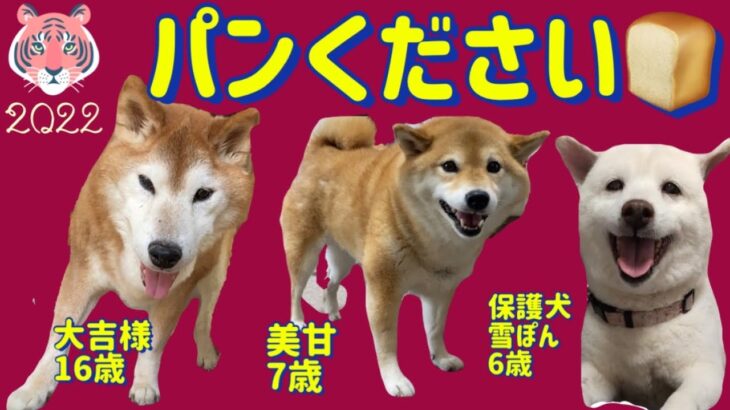 柴犬みかんがパンください#癒し #保護犬 #柴犬 #犬 #しばいぬ