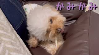 【おもしろ動画】歯みがきガムを途中で諦めるトイプードル#犬#歯みがき#ガム#トイプードル#おもしろ