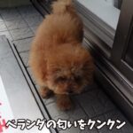 子犬が初めての場所に足を踏み入れた時のこと。（トイプードル）