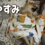 人間のように寝る柴犬子犬がかわいい