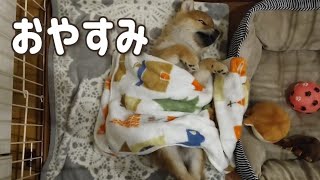 人間のように寝る柴犬子犬がかわいい