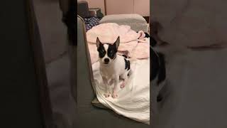 【犬癒し】声が漏れ出る犬