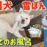 【柴犬】美甘と【保護犬】雪ぽんの初めてのシャンポー#癒し #柴犬 #犬 #保護犬 #お風呂 #しばいぬ