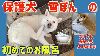 【柴犬】美甘と【保護犬】雪ぽんの初めてのシャンポー#癒し #柴犬 #犬 #保護犬 #お風呂 #しばいぬ