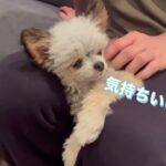 【癒し】すごい体勢でリラックスしている犬【極小チワプー】