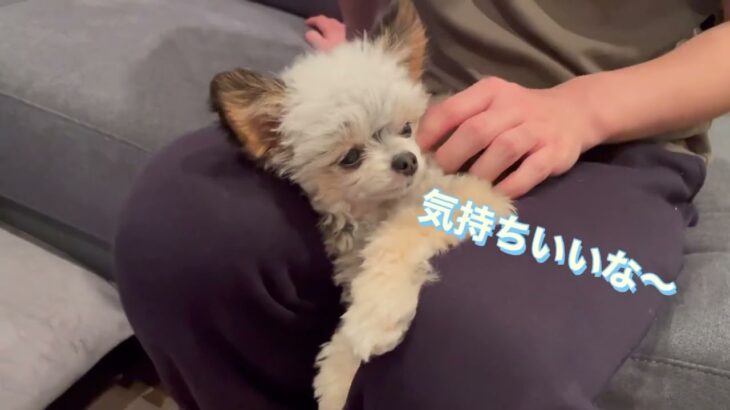 【癒し】すごい体勢でリラックスしている犬【極小チワプー】