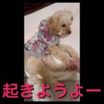 【癒し動画・おもしろ動画】寝起きの悪いトイプードル#犬のいる暮らし #コロン#癒し#トイプードル