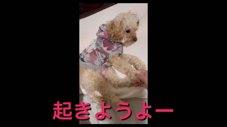 【癒し動画・おもしろ動画】寝起きの悪いトイプードル#犬のいる暮らし #コロン#癒し#トイプードル