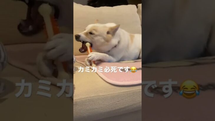 必死のハルさん😅#保護犬 #癒し