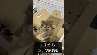 めっちゃかわいい子犬が来た