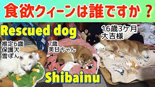 食べむら？いいえ！食欲クィーンです#癒し #柴犬 #保護犬