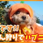 ペット同伴みかん狩りで爆笑ハプニング！【童顔ミックス犬マルプー】