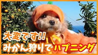 ペット同伴みかん狩りで爆笑ハプニング！【童顔ミックス犬マルプー】