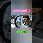 ドライブ大好き犬　#柴犬 #ニコニコ犬　#動物動画 　#癒し動画　#ドライブ　#ハイエース