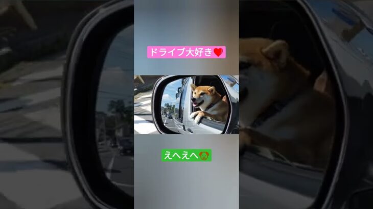 ドライブ大好き犬　#柴犬 #ニコニコ犬　#動物動画 　#癒し動画　#ドライブ　#ハイエース