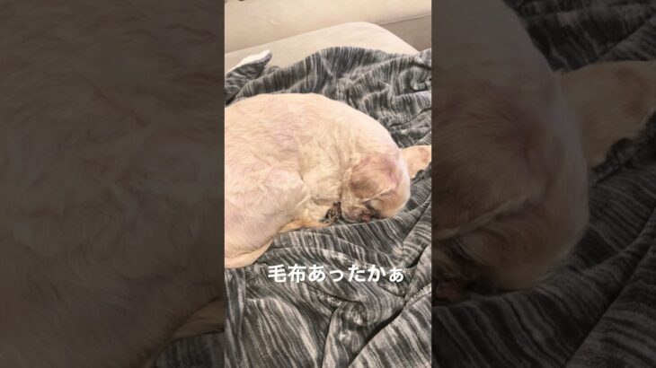 【犬癒し】もかくん、いい夢みてるかな？癒されます♪