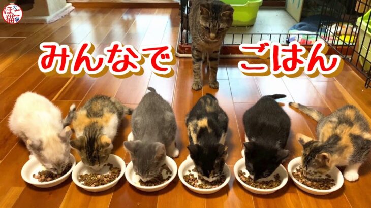 【子猫　子犬　保護犬　保護猫】みんなでごはん