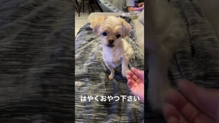 【犬癒し】張り切っていつもより多く回っております