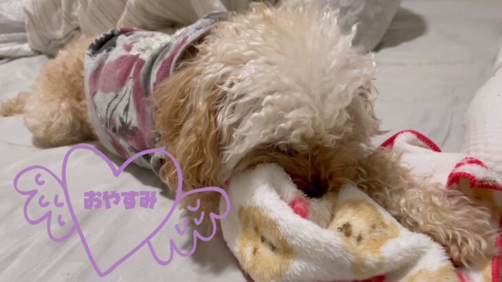 【癒し動画】眠くなったトイプードルのモフモフ#もふもふ#トイプードル#癒し#犬のいる暮らし#かわいい犬#しぐさ