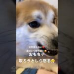 怒られるわたくしw#保護犬 #癒し