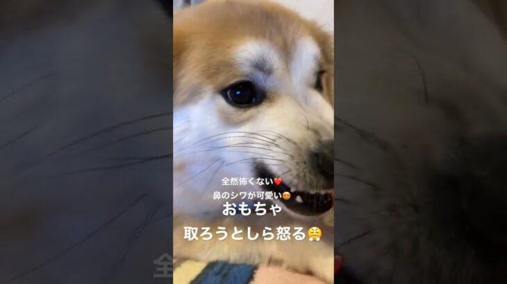 怒られるわたくしw#保護犬 #癒し