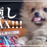 【生後68日】極小ポメラニアン子犬をお迎え！かわいいパタパタ走りに癒される