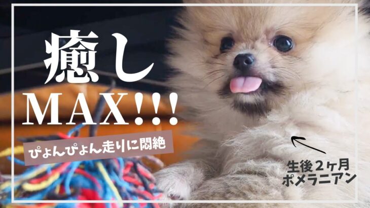 【生後68日】極小ポメラニアン子犬をお迎え！かわいいパタパタ走りに癒される