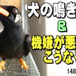 九官鳥 ご飯がなくて怒りまくる~犬の鳴きまね｜しゃべる鳥 おもしろ可愛い動物チャンネル Hill Myna Bird #1483