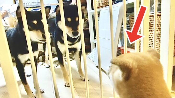 お迎えしたばかりの子犬を先住犬と対面させた結果…【かえでの成長記録 No.2】