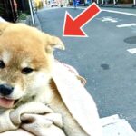 初めて街をみた柴犬子犬の反応【かえでの成長記録 No.3】