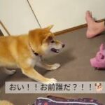 柴犬VS豚　#柴犬 #動物動画 #おもしろ動画　#闘い#豚#しゃべる犬