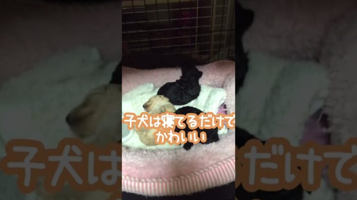 子犬は寝てるだけでかわいい　#dog